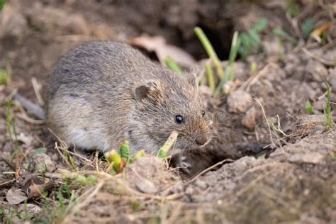 The Striped Field Mouse Stock Image Image Of Nature 146930729