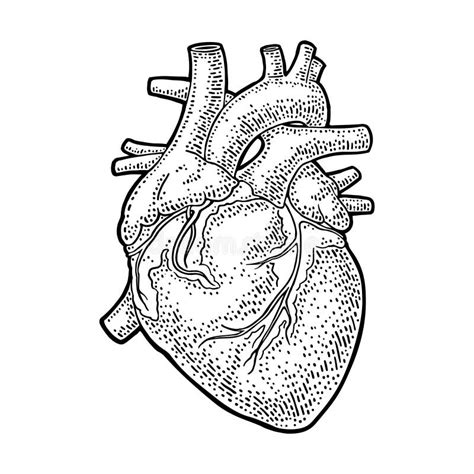Coração Humano Da Anatomia Ilustração Da Gravura Do Vintage Da Cor Do
