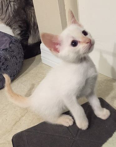 They will be wormed and littre trained ready to leave at 8 weeks old. Carolina: Flame Point Siamese Kittens For Sale Near Me