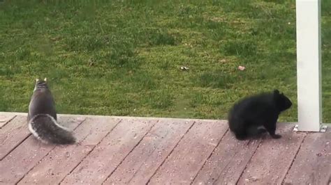 Squirrels Vs Cat Youtube