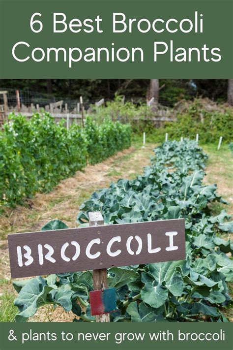 6 Best Companion Plants For Broccoli In Your Garden Companion