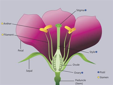 Don Di Fiore Illustrations Flower Anatomy