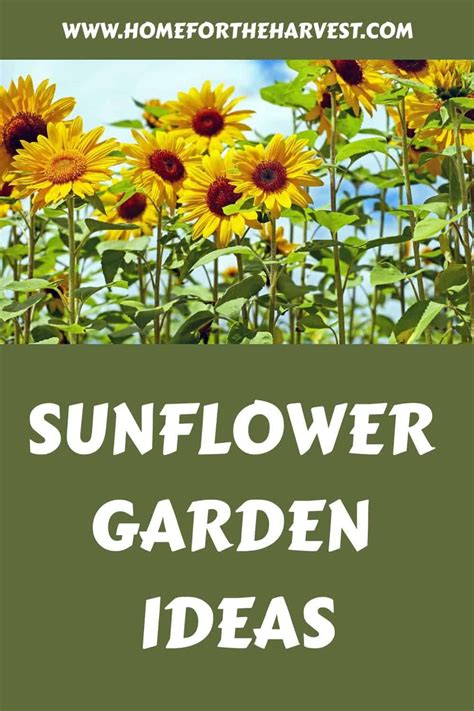 10 Sunflower Garden Ideas 🌻 ☀️ Cultivating Fields Of Golden Delight