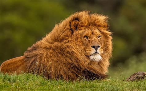 1920x1200 Adult Lion 1080p Resolution Hd 4k Wallpapersimages