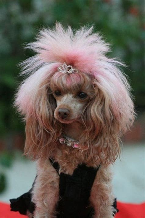 75 Awesome Poodle Haircuts To Try Tea Cup Poodle Pink Poodle Poodle