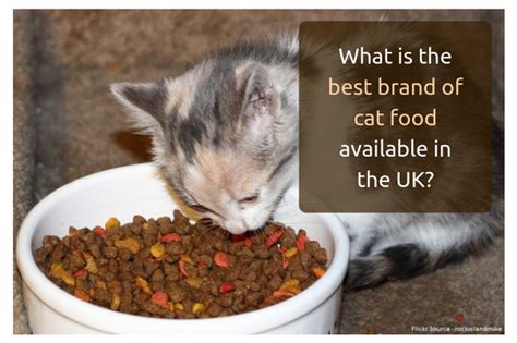 Wet cat food has a host of benefits. What is the best brand of cat food available in the UK ...