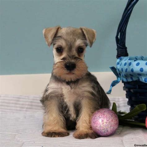 Miniature Schnauzer Puppies For Sale | Greenfield Puppies