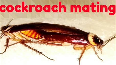 Cockroach Mating 🔞18 Youtube