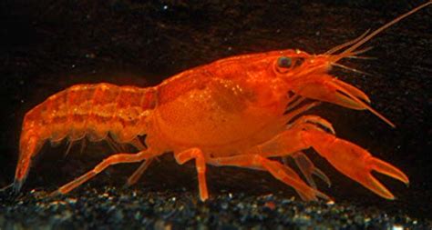 Imperial Tropicals 1 Orange Cpo Mexican Dwarf Crayfish Crawfish