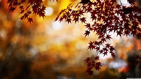 Free Download Hd Wallpaper Brown Leaves Nature Fall Autumn