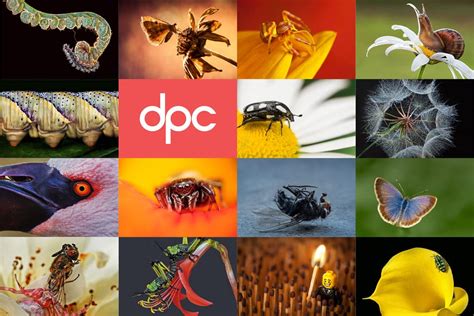 Macro Photography Course Dpc Digital Photography Courses