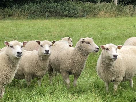 For Sale Registered Shearling Ewes Shetland Sheep Society