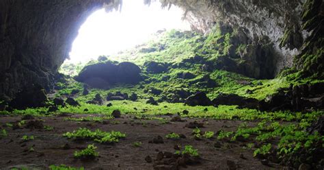 A Cave In China Is Filled With Exotic Plants That Shouldnt Be There