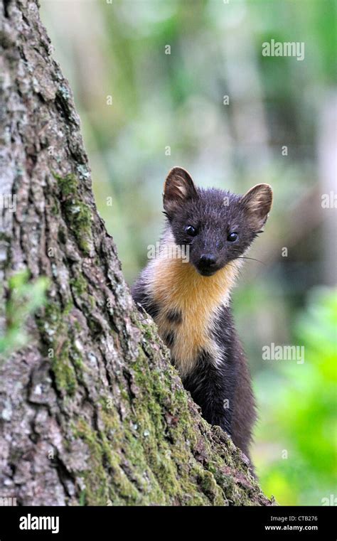 Pine Marten Scotland Hi Res Stock Photography And Images Alamy