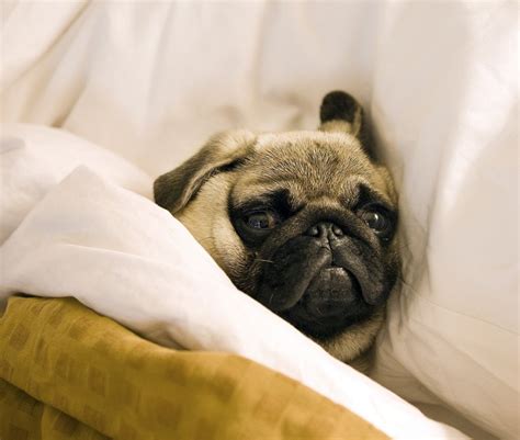 Filepug Lying In Bed With Its Head On The Pillow Wikimedia Commons