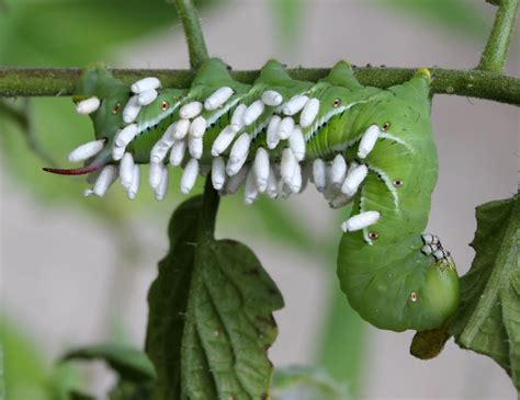 Parasitic Wasps The Daily Garden