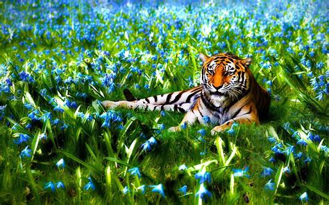 Amazing Tiger Animal Wallpaper Live Wallpaper Hd
