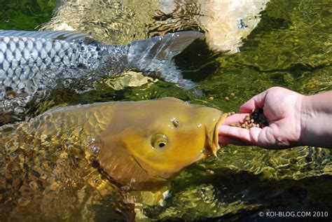 We did not find results for: Ikan Koi Anda Tak Mau Jinak? Begini cara membuat Koi Jinak