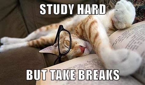 Study Hard But Take Breaks Lolcats Lol Cat Memes Funny Cats