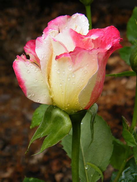 A Rose Bud Got Kissed By Dew Photograph By Mary Sedivy Pixels