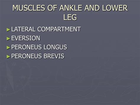 Ppt The Ankle And Lower Leg Powerpoint Presentation Free Download Id