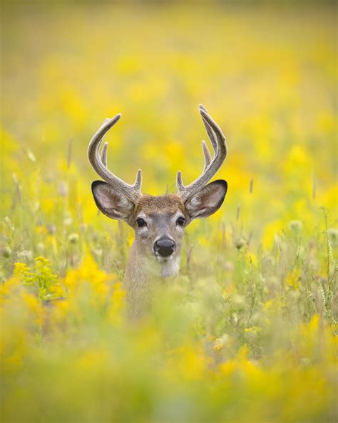 White Tailed Deer Buck In Southern Ontario Had The Pleas Flickr