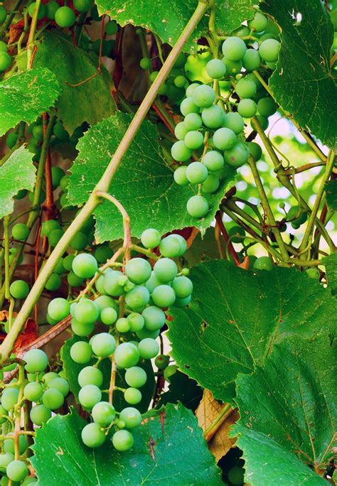 Free Stock Photo Of Two Bunches Of Green Young Concord Grapes