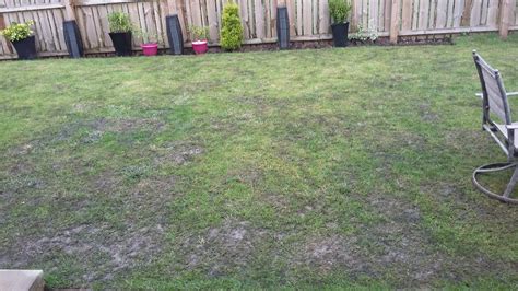Burnt Grass After Using Weed And Moss Killer — Bbc Gardeners World