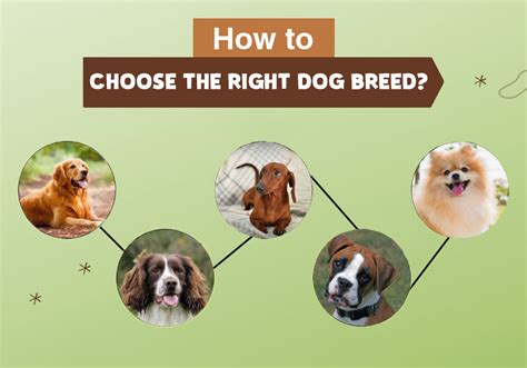 How To Choose The Right Dog Breed