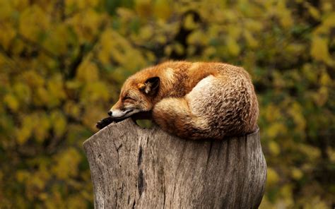 Relaxing Fox 4k Sleeping Animal Red Resting Wild Hd Wallpaper