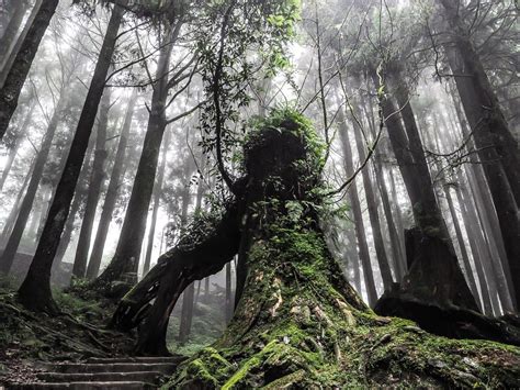 Alishan Taiwan An Insanely Detailed 2020 Guide Spiritual Travels