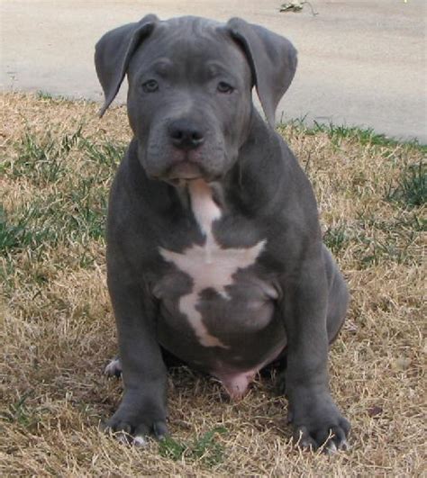 Feeding a pitbull puppy starts with finding a commercial or homemade diet that contains all the right nutrition for their life stages. Cute Dogs: Big pitbull dogs