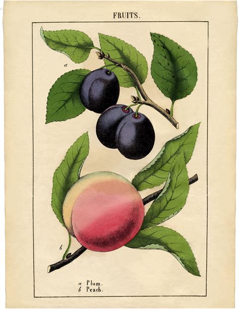 Vintage Botanical Fruit Printable Plum And Peach The Graphics Fairy
