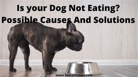 Is Your Dog Not Eating Possible Causes And Solutions