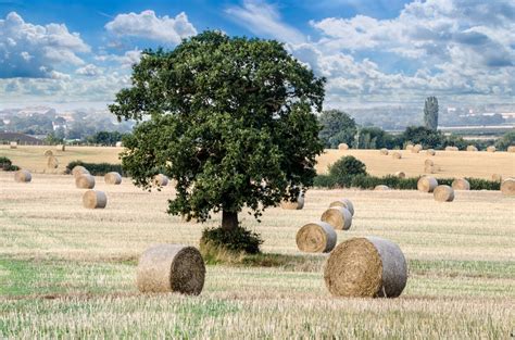 Farm Free Stock Photo Public Domain Pictures