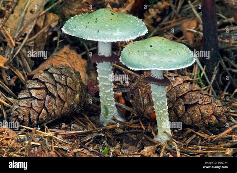 Verdigris Agaric Stropharia Aeruginosa Mushrooms In Coniferous Forest