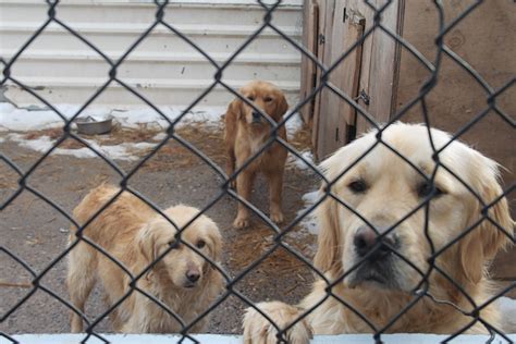 Shocking Pictures Show Vile Conditions At Illegal Aberdeenshire Puppy Farm