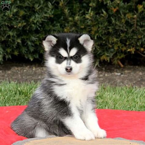Find pomsky in dogs & puppies for rehoming | 🐶 find dogs and puppies locally for sale or adoption in ontario : Corgi Husky Pomeranian Mix