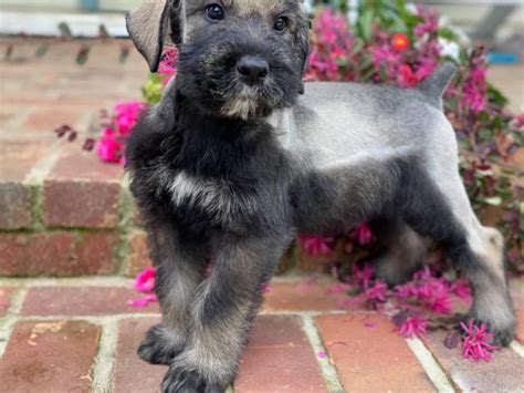 8 Weeks Old Male Akc Giant Schnauzers Shreveport Puppies For Sale Near Me