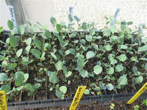 Fall Broccoli Production In High Tunnels Purdue University Vegetable