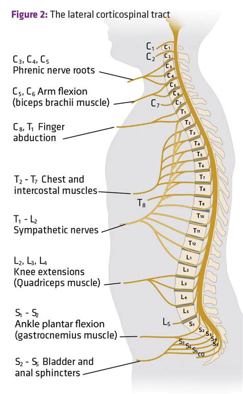 Neurotrauma Review Series Part 3 Whats In A Dermatome Nerve