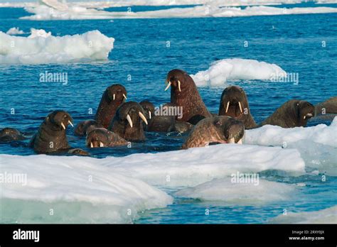 Walruses Odobenus Rosmarus Nunavut Territory Arctic Canada Stock