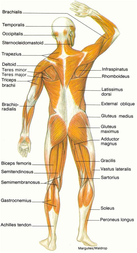 This muscular system chart shows in detail. muscular system back - ModernHeal.com