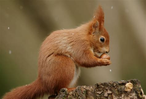 Selective Focus Photography Of Squirrel Holding Walnut Hd Wallpaper