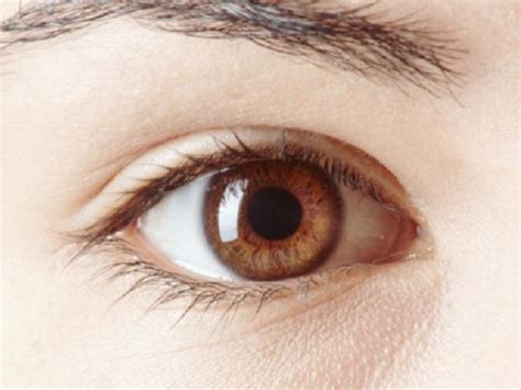 Los Ojos Marrones Generan Más Confianza Salud A La Vista El Sitio De