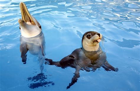 Dolphin And Seal Are Underwater Bffs