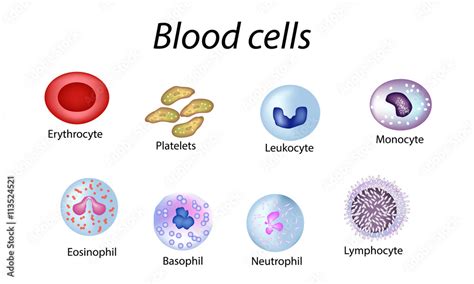 Vetor De Blood Cells Set Of Colored Cells Red Blood Cells Platelets