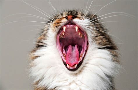 20 Ways Your Cat Is Trying To Tell You It Hates You Petanew