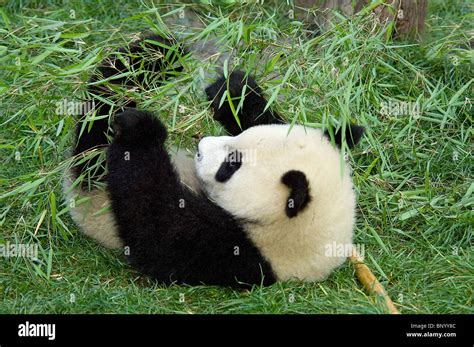 Six Month Old Panda Cub Wrestling With Bamboo With All Four Paws