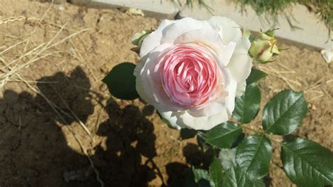 Strauchrose Eden Rose 85 Schönste Rosen And Expertenwissen